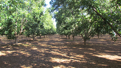 Description: Pecan nut orchards  Tags: Pecan nut orchards 